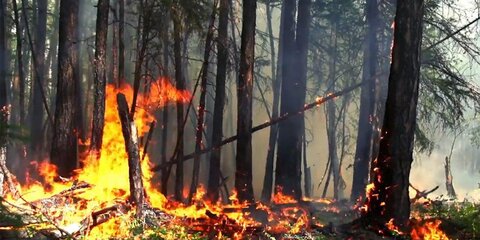Экономический ущерб от лесных пожаров оценили в Рослесхозе