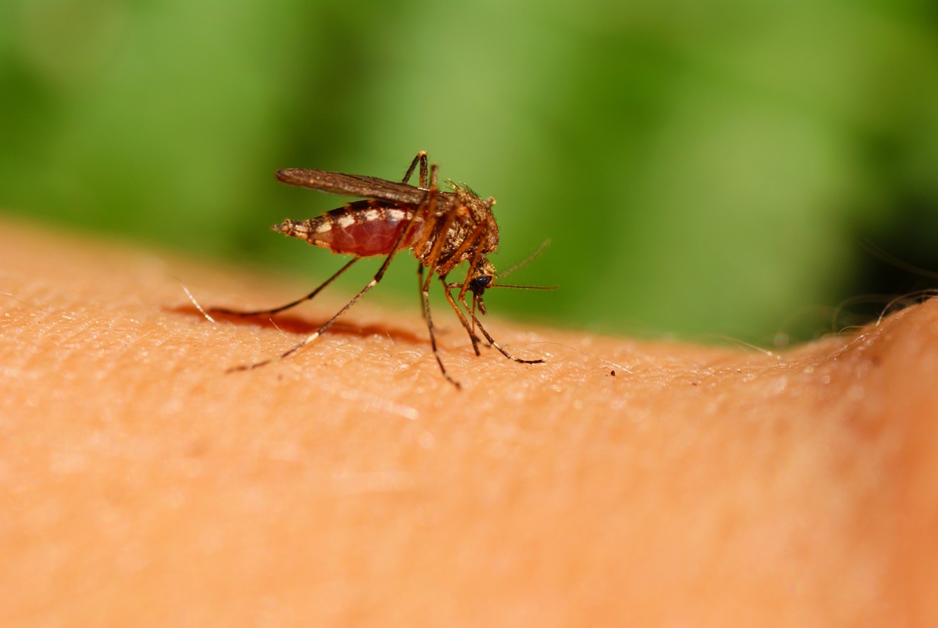 Стоит ли опасаться комаров-переносчиков опасных болезней в России ...