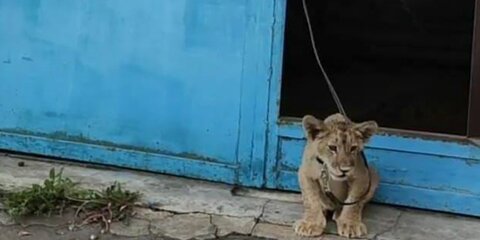 В Москве изъяли обнаруженного в гараже львенка