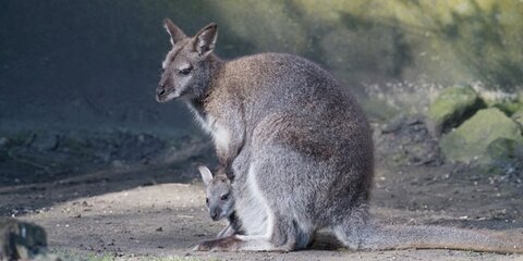 Ученые описали вид вымерших кенгуру