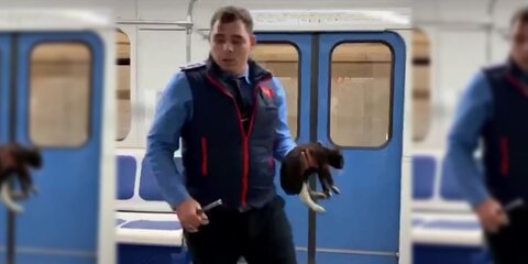 Машинист спас в метро котенка по кличке Снегурочка