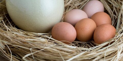 Союз птицеводов не считает опасным большое потребление яиц