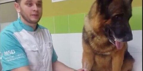 Российскому ветеринару грозят тюрьмой за спасение животных от эвтаназии