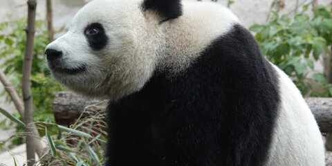 Снежную крепость для панды Жуи построят в зоопарке