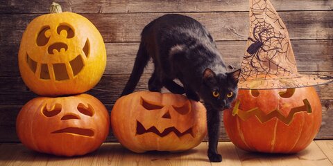 Грозит ли животным с черным окрасом опасность на Хеллоуин