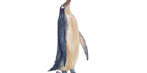 В Новой Зеландии нашли окаменелый скелет гигантского пингвина