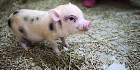 Коллекцию карликовых свиней уничтожили в крымском зоопарке