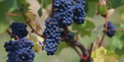 В России приняли закон о развитии виноделия