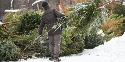 Почти 380 пунктов приема новогодних елок открылось в Москве