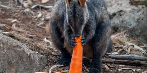 Тонны моркови сбросили с вертолетов для животных Австралии