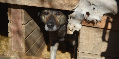 Из собачьей будки в Стерлитамаке украли более миллиона рублей