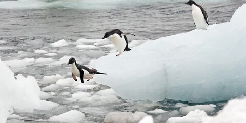 Глобальное потепление добралось до Антарктиды