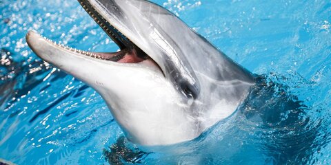 Российские ученые изучили тысячи черноморских дельфинов