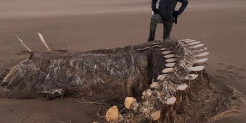Скелет загадочного существа вынесло на побережье Шотландии
