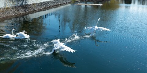 Белые лебеди вернулись на пруд МНПЗ после зимовки