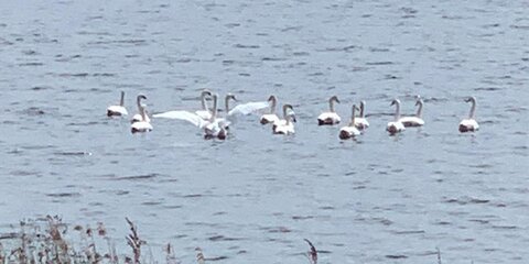 На заповедное озеро в Дмитровском городском округе вернулись лебеди-шипуны