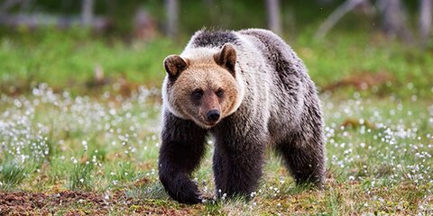 В Подмосковье участились случаи появления медведей вблизи жилья