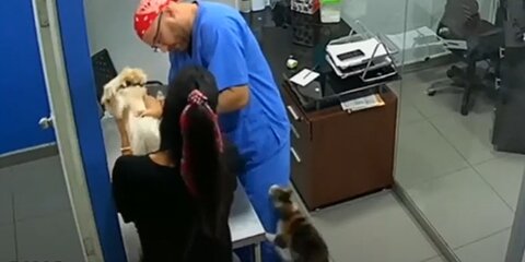 Кот напал на ветеринара в попытке спасти пса от прививки