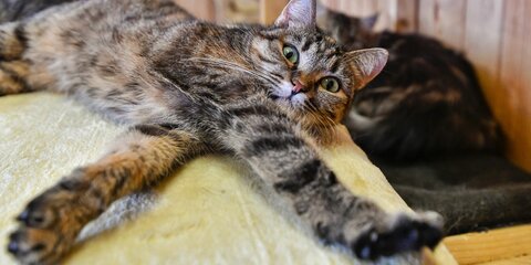 Заболевшая коронавирусом кошка не опасна для человека – Россельхознадзор