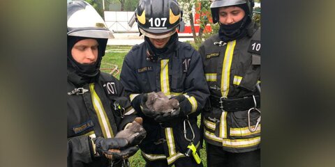 Пожарные спасли котят из пожара на западе Москвы