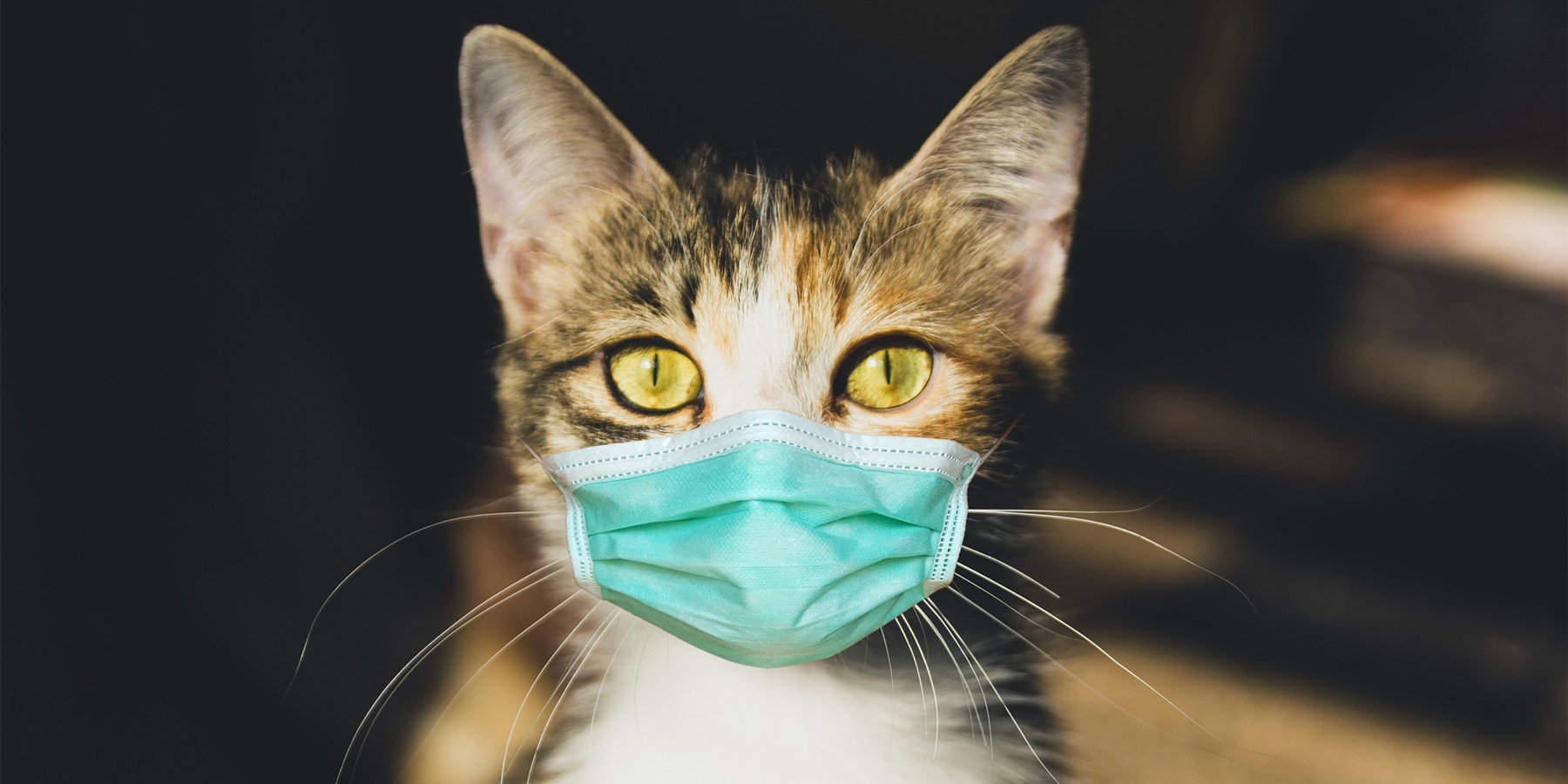 Эксперты оценили ситуацию с заразившейся коронавирусом кошкой в Москве –  Москва 24, 27.05.2020