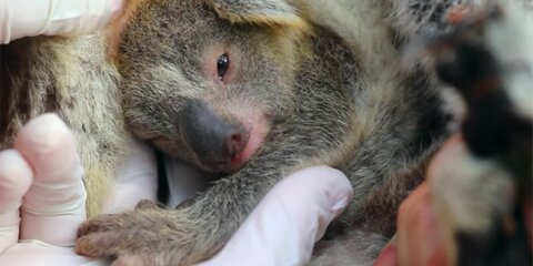 В Австралии после пожаров родилась первая коала