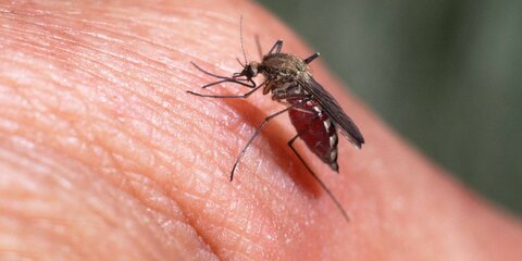 Как защититься от комаров и чем лечить укусы. Советы врача