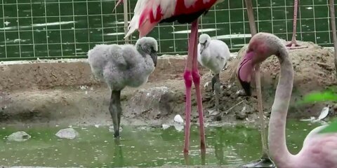 Птенцы фламинго вылупились в столичном зоосаде