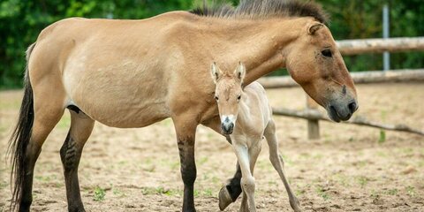 Жеребенок лошади Пржевальского родился в зооцентре под Волоколамском