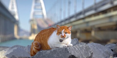 Символ Крымского моста кот Мостик 