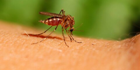 Стала известна причина агрессивного поведения комаров