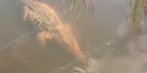 Крокодила обнаружили в реке в Балашихе