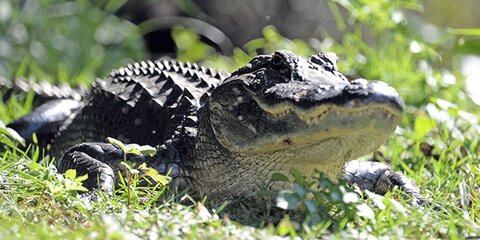 Власти Подмосковья опровергли информацию об обнаружении крокодила в Балашихе