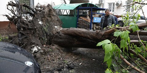 Сильный ветер в Подмосковье повалил почти два десятка деревьев
