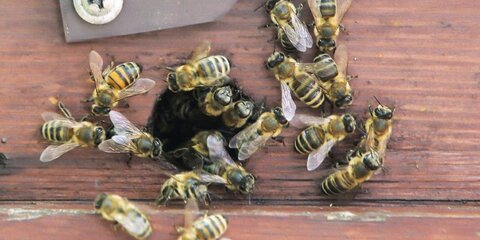 Новых маток подсадили в пчелиные семьи на 