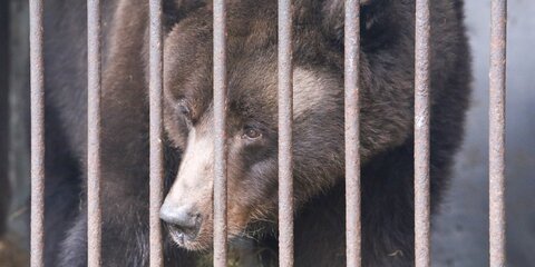Посетителям финского зоопарка предложили переночевать с медведями