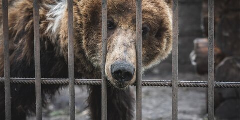 Зоолог рассказал, почему медведи могли растерзать мальчика в Сочи