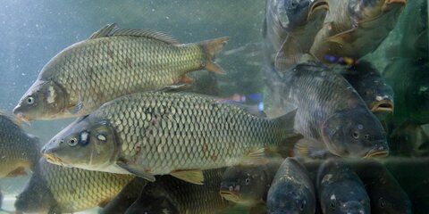 В Роскачестве дали советы по выбору живой рыбы
