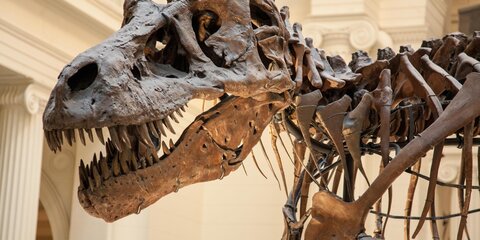 Ученые объяснили гигантские размеры динозавров