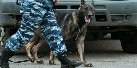 Служебная собака помогла полиции раскрыть кражу шашлыков в Ханты-Мансийске