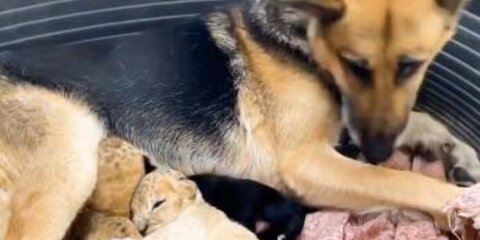 Немецкая овчарка в Приморье выкармливает двух львят, брошенных матерью