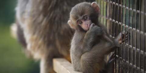 Школьник из Японии разрезал решетку в зоопарке и выпустил на свободу 70 обезьян