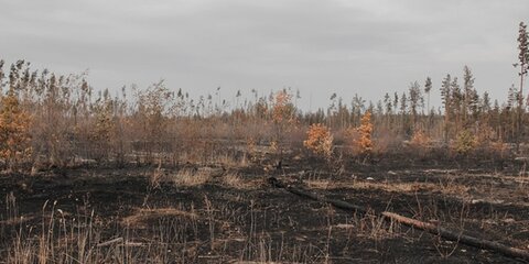 Природный пожар под Воронежем ликвидирован – МЧС