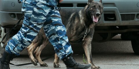 Служебных собак в России могут привлечь для идентификации заболевших COVID-19