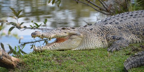 В российской реке браконьер выловил крокодила