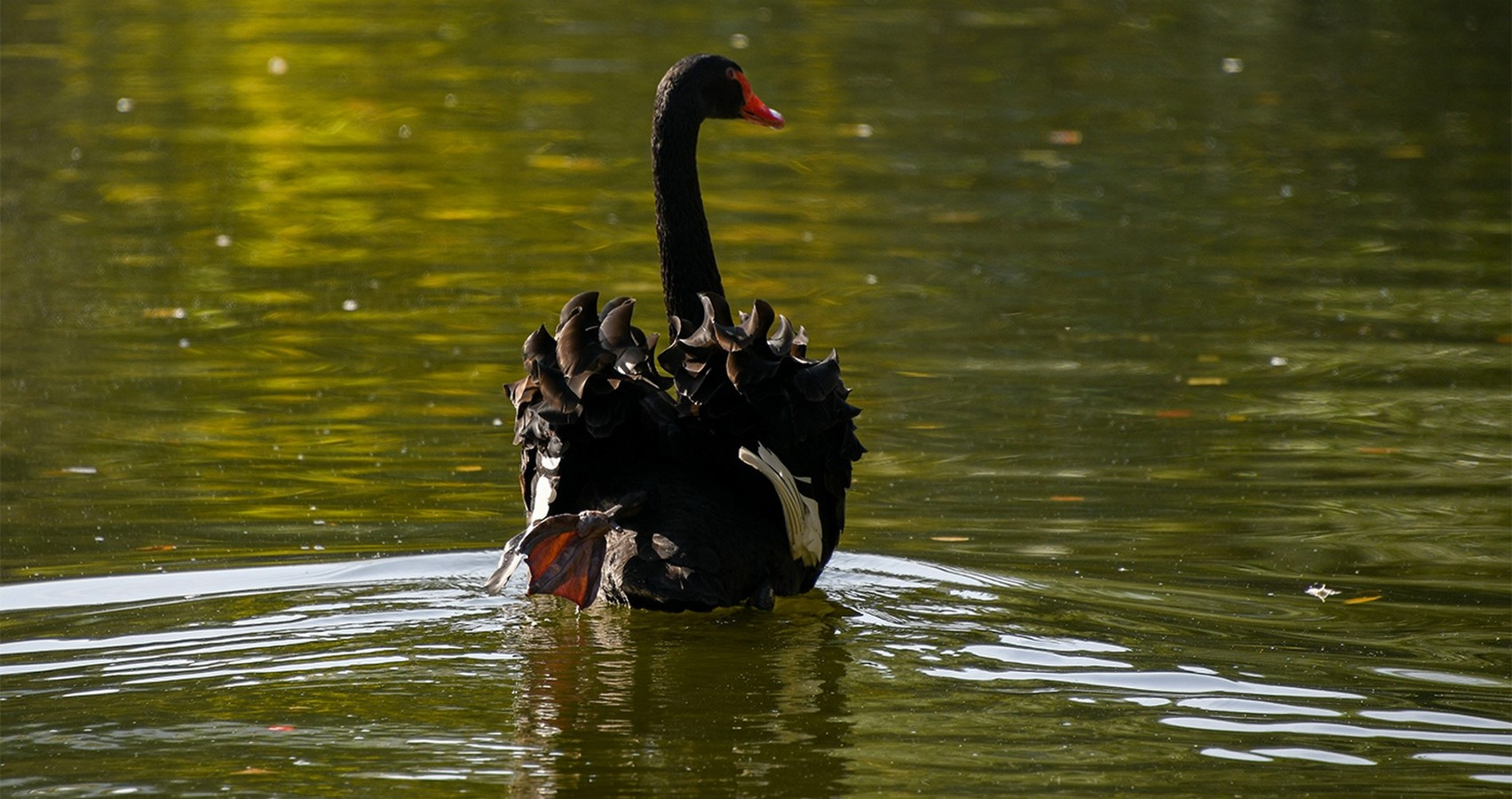 В пруду обитает популяция. Питание лебедя. Рыжий лебедь. Черный лебедь с рыжим. Черный лебедь в Московском парке фото.
