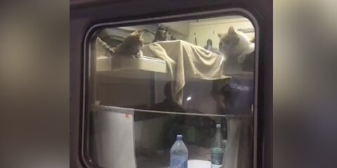 Пассажир выкупил купе для своих котов в поезде Москва – Анапа