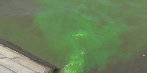 Специалисты выяснили, что попавшая в Москву-реку зеленая жидкость неопасна