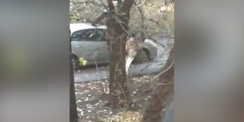 Дерево упало на автомобиль на востоке Москвы