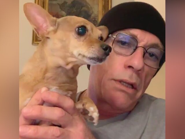 Жан-Клод Ван Дамм спас щенка чихуахуа от усыпления – Wi-Fi.ru